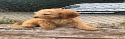 Cockapoo dogs for sale: Puppies are now sold  - Advert 3