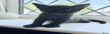 Bombay kitten 3