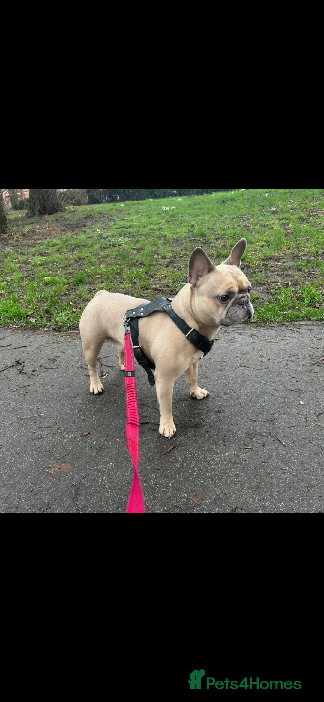French Bulldog dogs for stud: Beautiful French bulldog  in Leicester - Advert 1