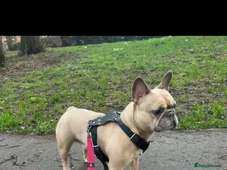 French Bulldog dogs Beautiful French bulldog - Advert 1