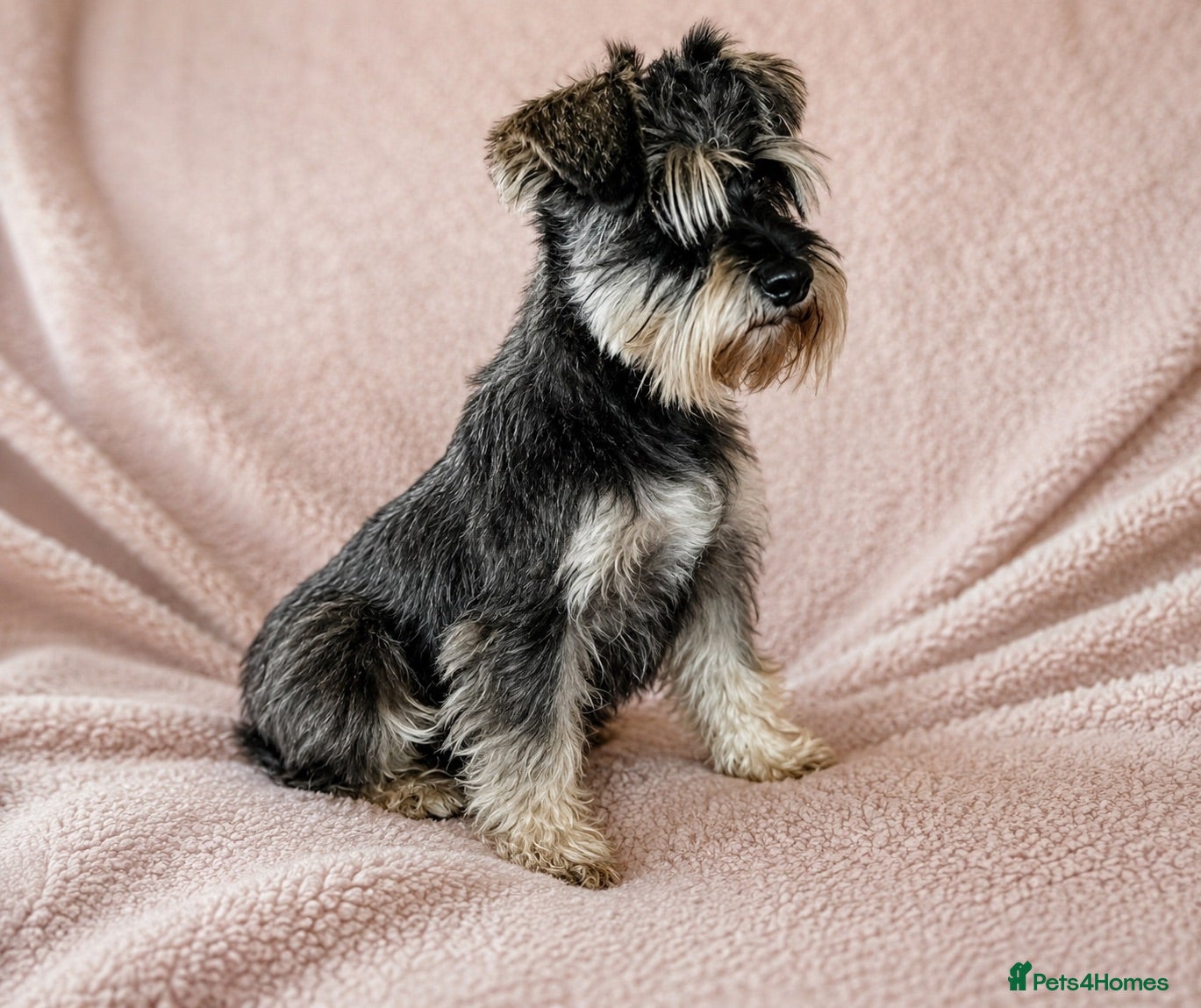 Miniature Schnauzer dogs Miniature Schnauzer Puppies–Pepper&Salt Boys&Girls - Advert 2