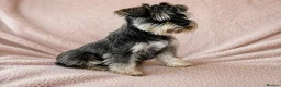 Miniature Schnauzer dogs for sale: Miniature Schnauzer Puppies–Pepper&Salt Boys&Girls in Brentwood - Advert 2