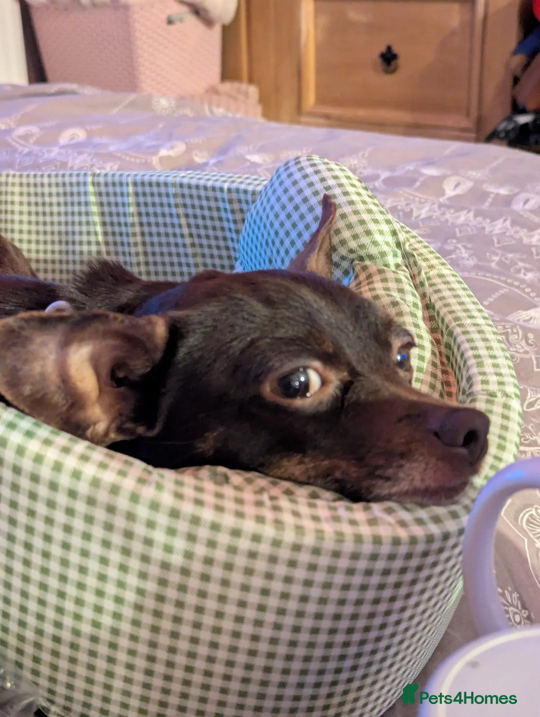 Mixed Breed dogs for sale: Girls  in Felixstowe - Advert 1