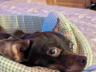 Mixed Breed dogs Girls - Advert 1