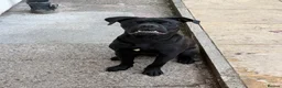 Mixed Breed dogs for sale: cane corso  English bulldog boy fully black - Advert 1