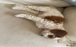 Cavapoo dogs for sale: 8 week old Cavapoo girl - Image 8