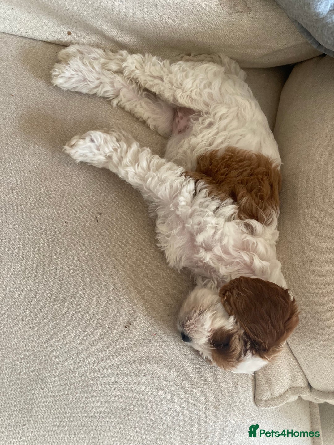 Cavapoo dogs for sale: 8 week old Cavapoo girl - Image 8