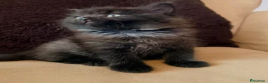 Mixed Breed 1