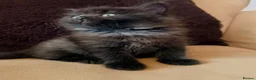 Mixed Breed cats for sale: British short hair cross - Advert 2