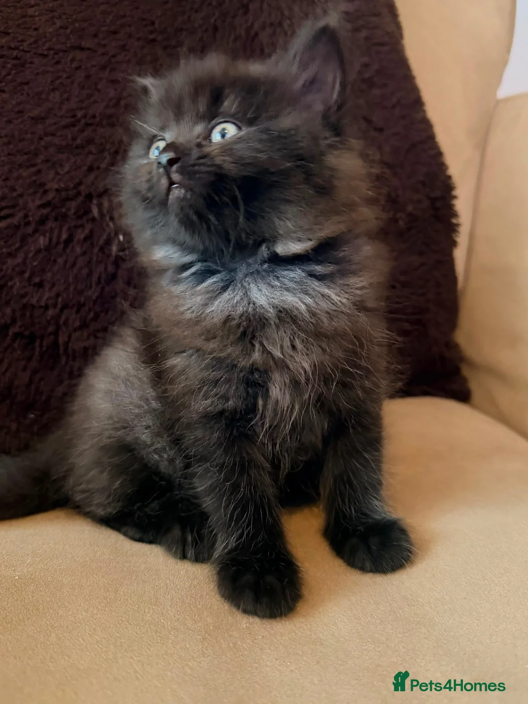Mixed Breed cats for sale: British short hair cross - Advert 2
