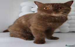 British Shorthair cats for sale: LAST BEAUTIFUL KITTEN LOOKING FOR A LOVING HOME - Image 2