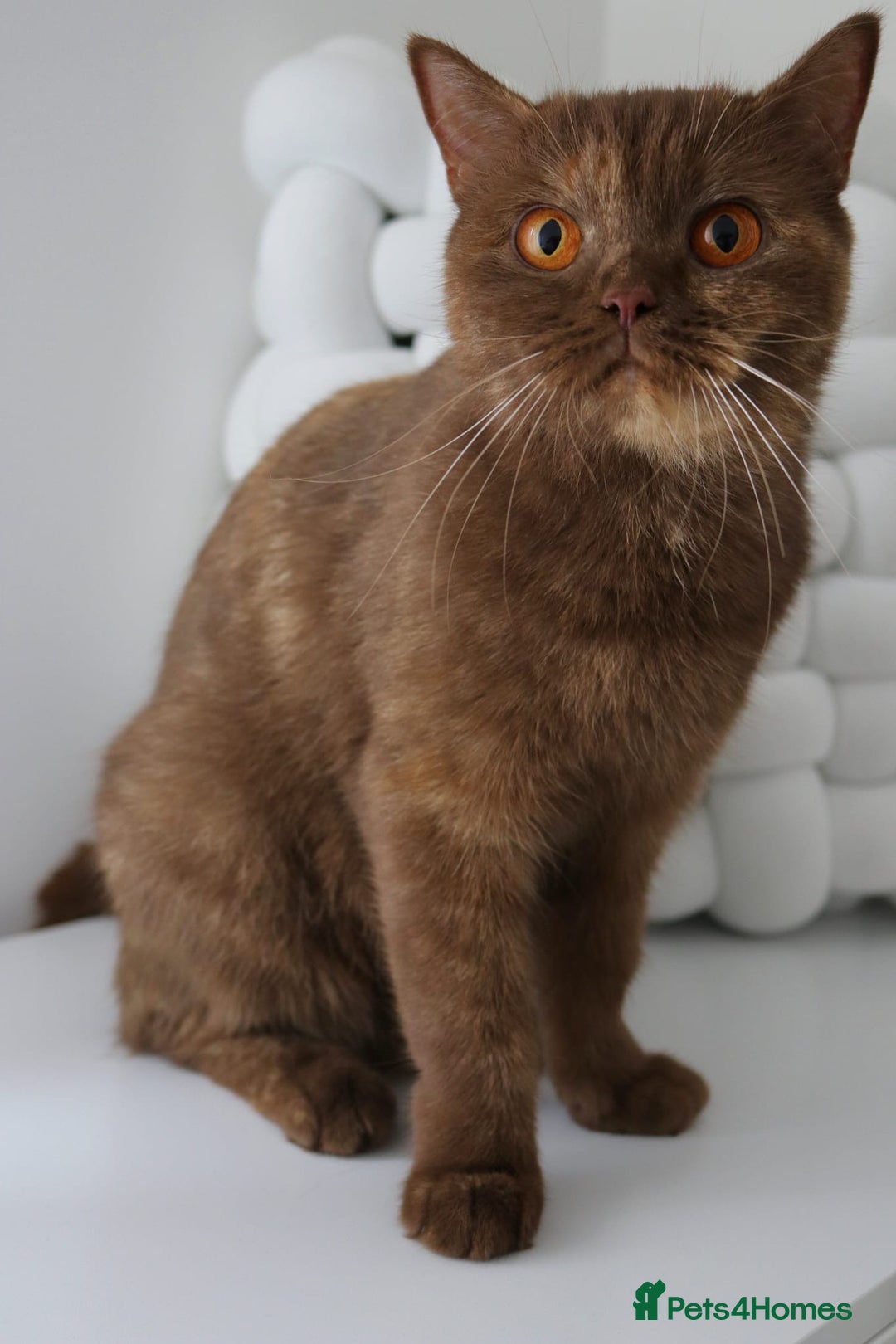 British Shorthair cats for sale: LAST BEAUTIFUL KITTEN LOOKING FOR A LOVING HOME - Image 2