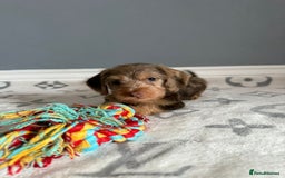 Mixed Breed dogs for sale: MAGNIFICENT LONG-HAIRED MINIATURE PUPPIES - Image 2