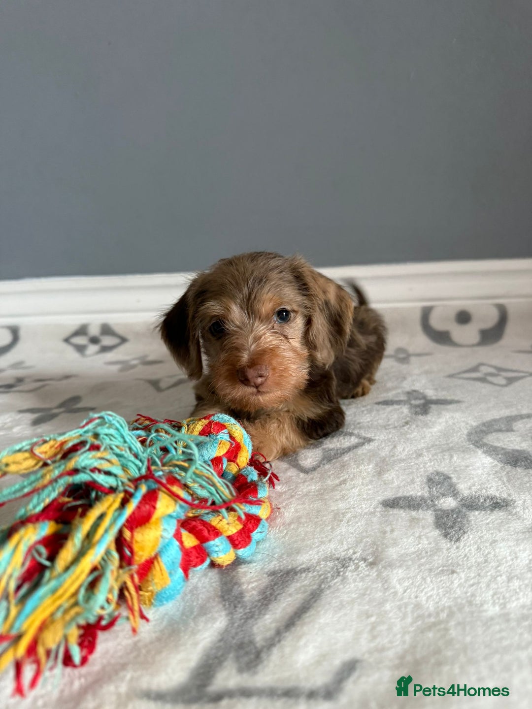 Mixed Breed dogs for sale: MAGNIFICENT LONG-HAIRED MINIATURE PUPPIES - Image 2