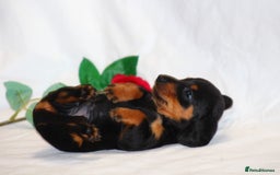 Miniature Dachshund dogs for sale: 🐾❤️ Precious Miniature Dapple Dachshunds ❤️🐾 - Image 13