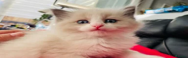 Ragdoll Kitten 3