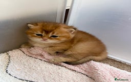 British Shorthair cats for sale: GCCF reg Golden BSH kittens - Advert 8