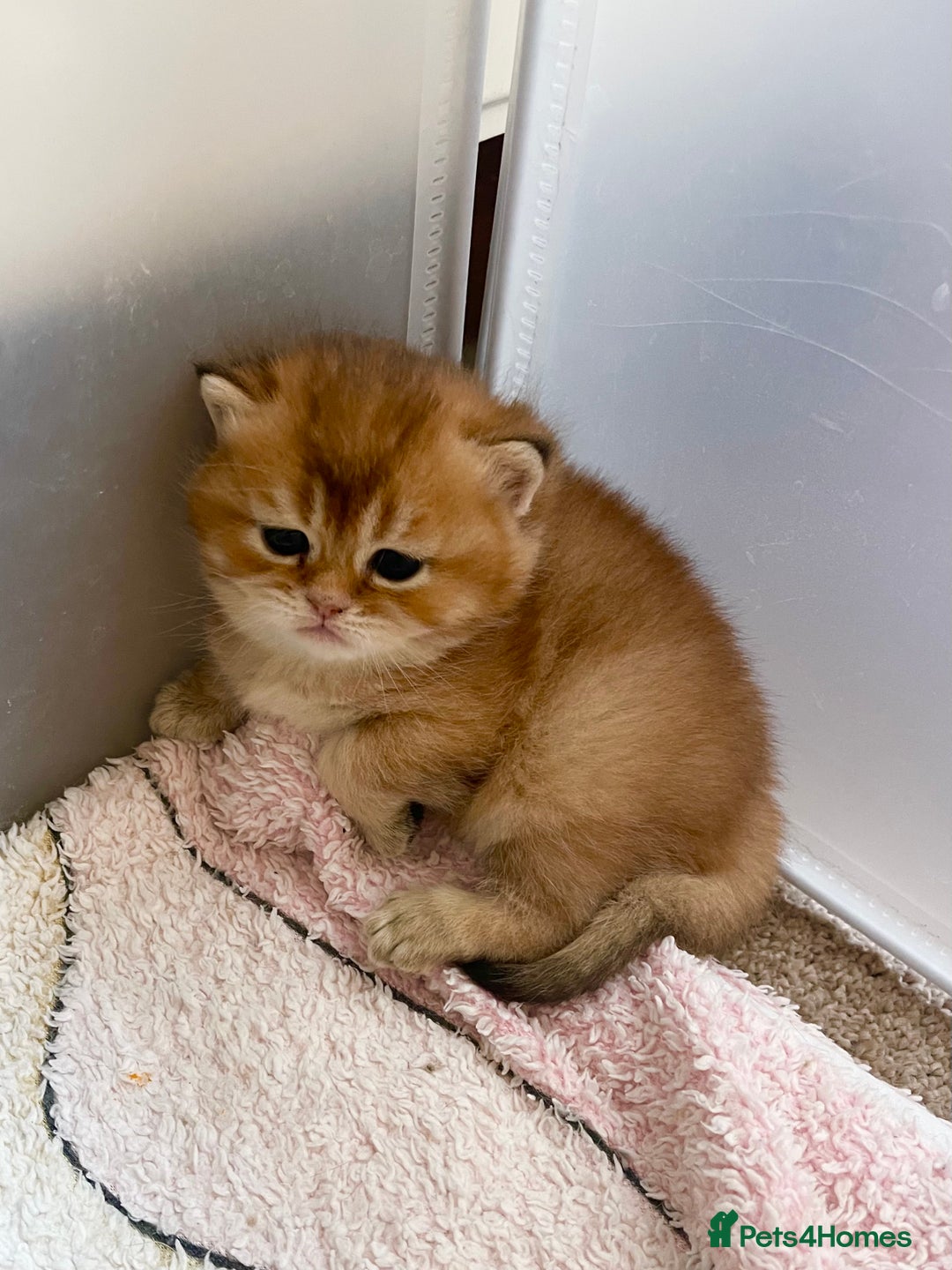 British Shorthair cats for sale: GCCF reg Golden BSH kittens - Advert 8