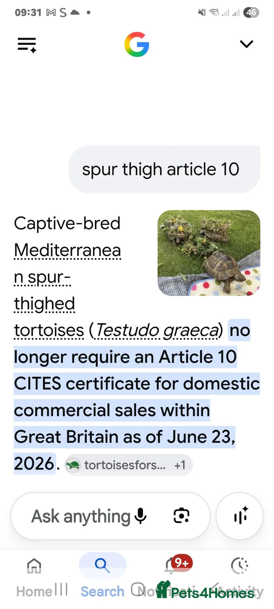 Tortoise reptiles for sale: Spur thigh tortoise hatchlings - Advert 2