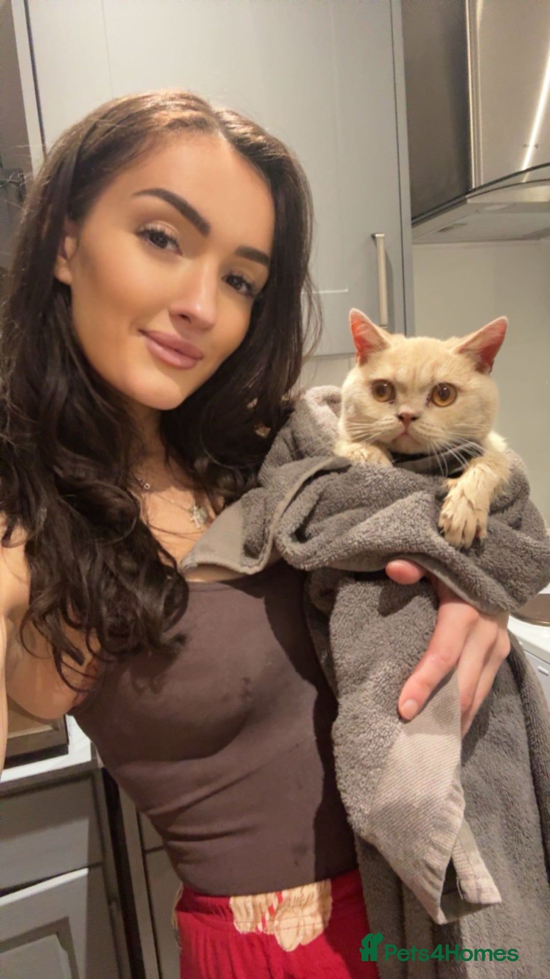 British Shorthair cats for sale: Very lovable ember  - Advert 1