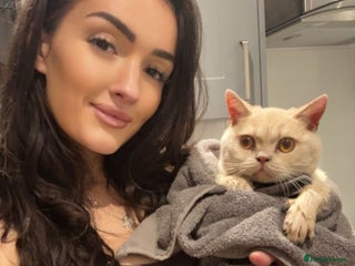 British Shorthair cats Very lovable ember - Advert 3