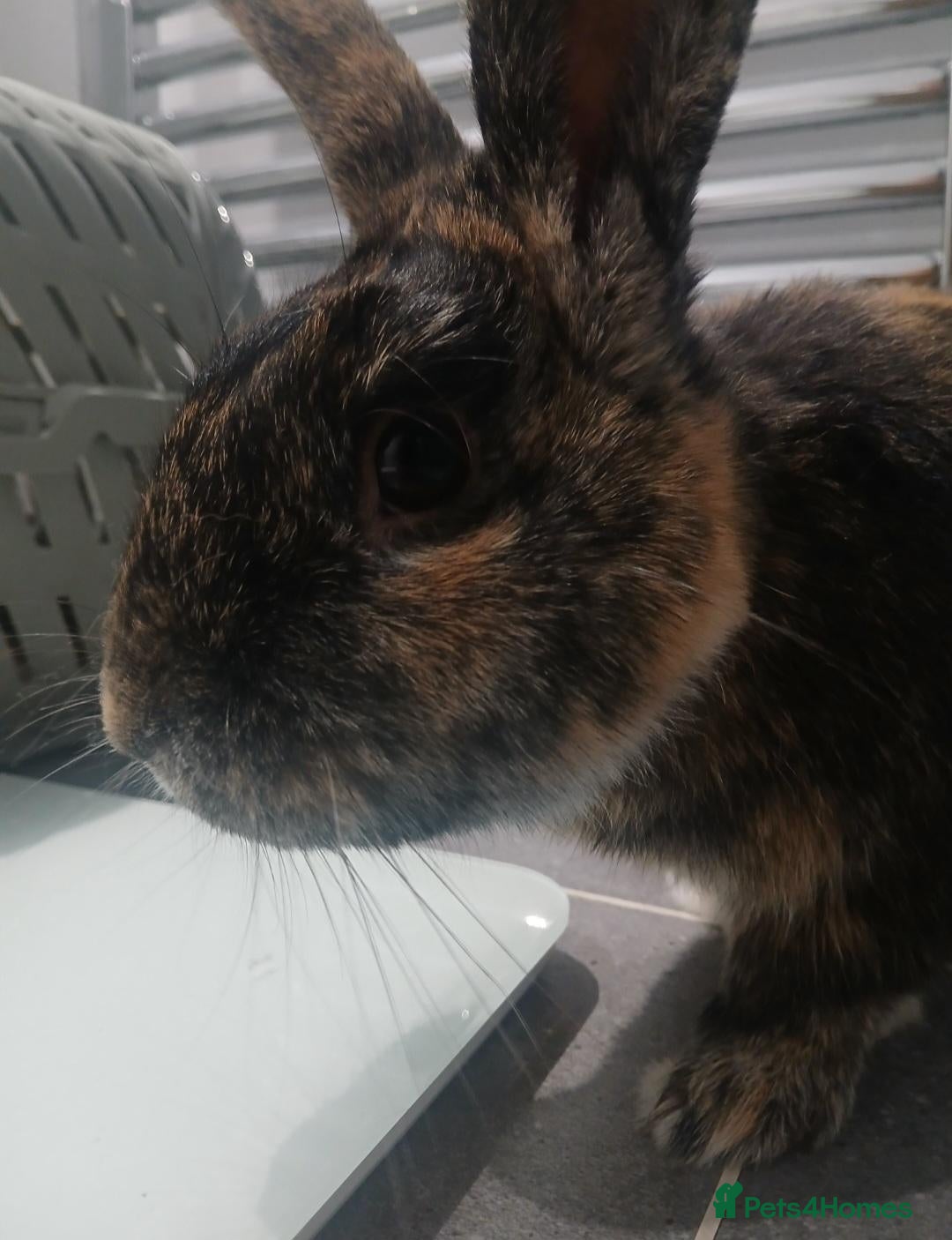 Harlequin rabbits Beautiful male needs new home ASAP!! - Advert 9