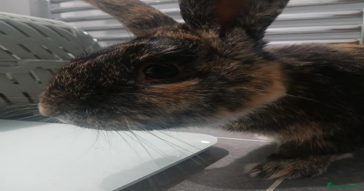 Harlequin Rabbits for Sale for sale in Hemel Hempstead, Hertfordshire ...