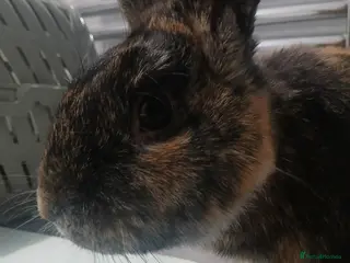 Harlequin rabbits Male bunny needs new home ASAP!! - Advert 1