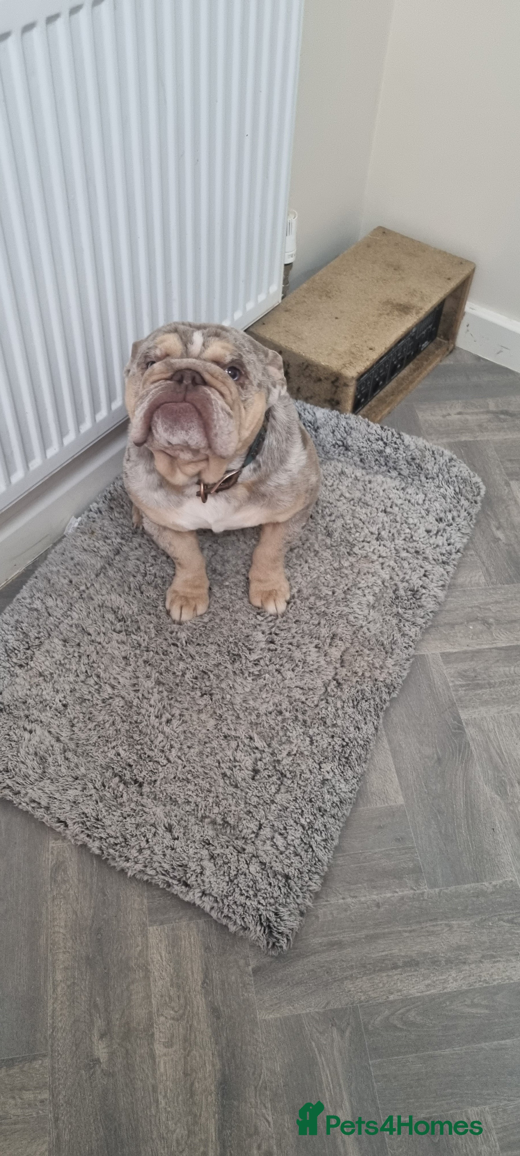 English Bulldog dogs English bulldog in Stourport-on-Severn - Advert 8