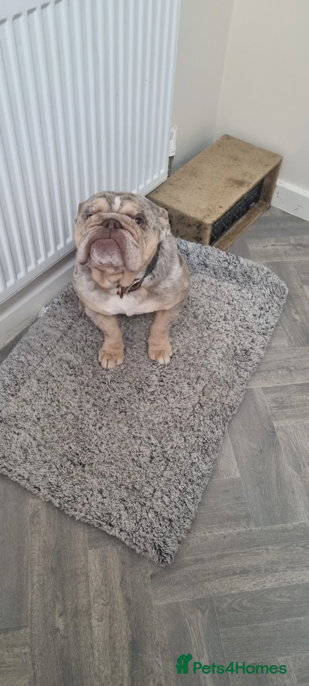 English Bulldog dogs for sale: English bulldog - Advert 1