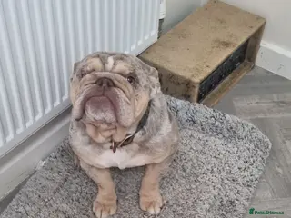 English Bulldog dogs English bulldog in Stourport-on-Severn - Advert 1