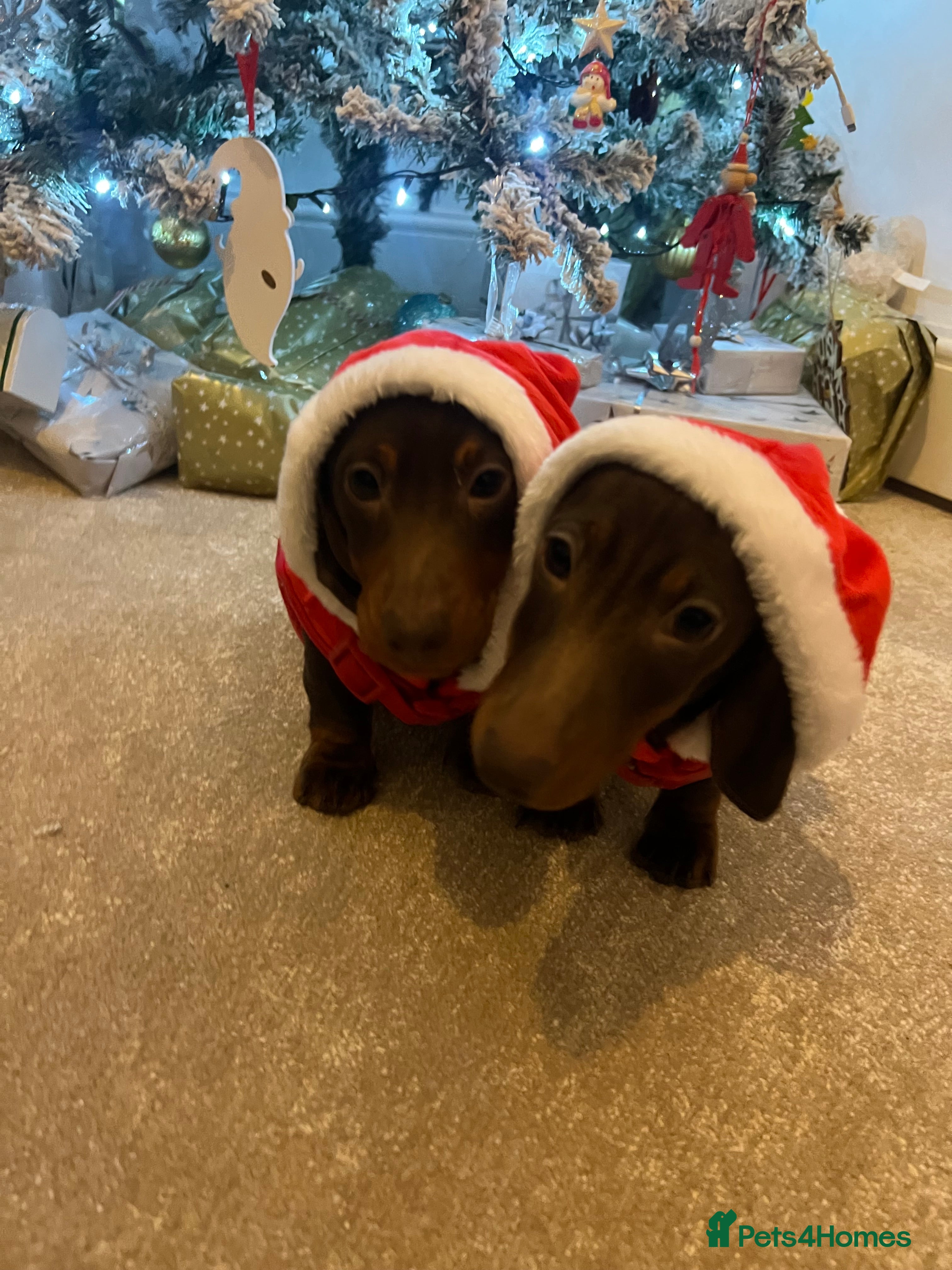 Miniature Dachshund dogs Ready Now! 2 male miniature smooth dachshunds - Advert 5