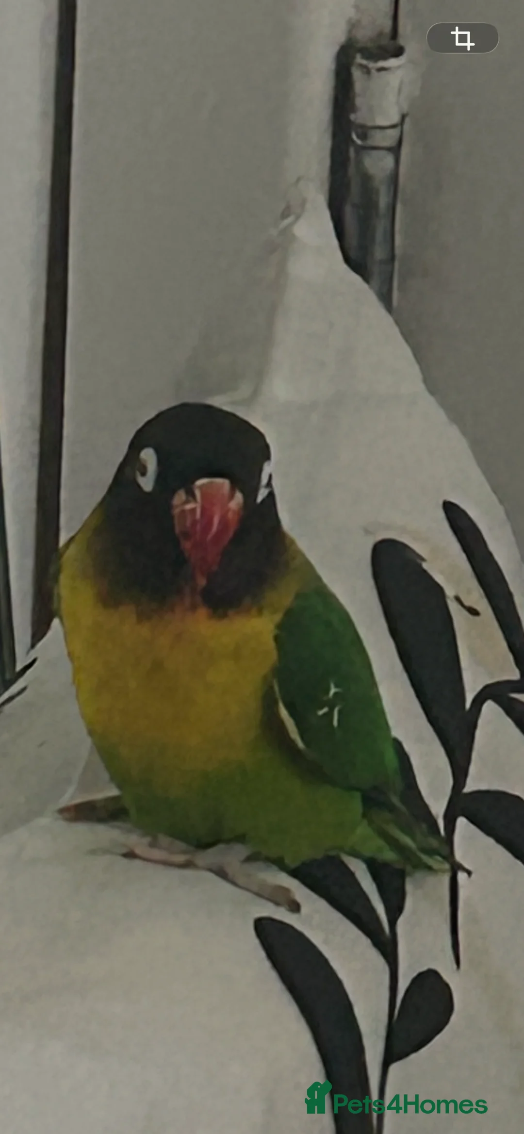 Lovebirds birds for sale: Lovebirds & ALL EQUIPMENT AND CAGE  - Advert 4