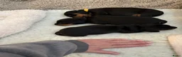 Dachshund dogs for sale: Talulahs and Theo’s 3 babies  - Advert 8