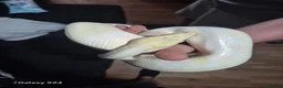 Python Snake reptiles for sale: Complete 4ft Vivexotic Stack & 4 Ball Pythons. in Chatham - Advert 21