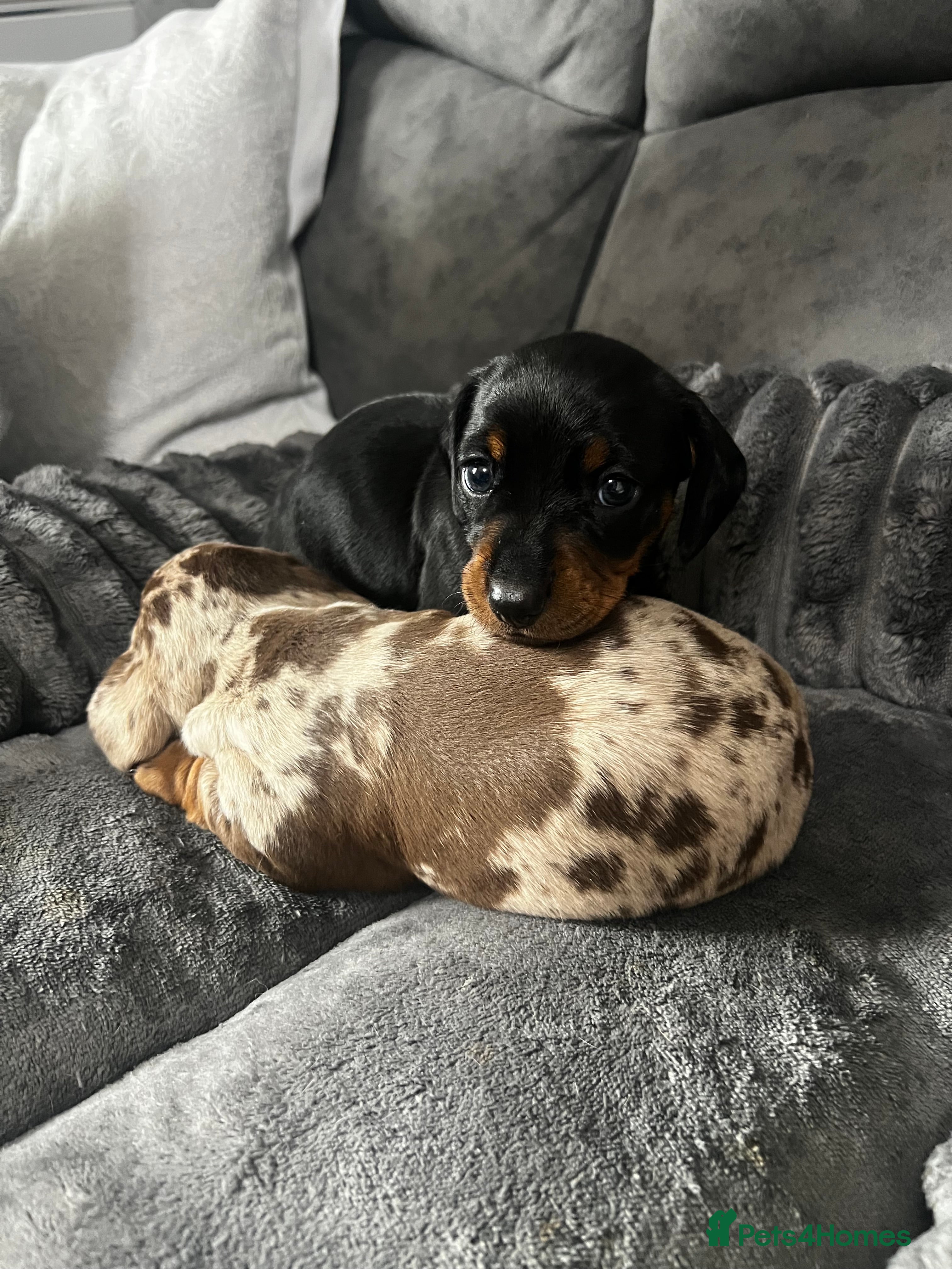 Miniature Dachshund dogs Female Short haired miniature Dashound  - Advert 1