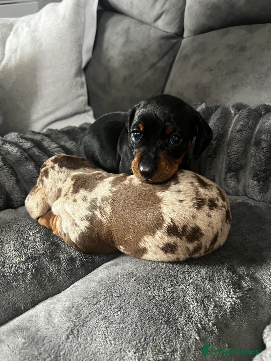 Miniature Dachshund dogs for sale: Female Short haired miniature Dashound  - Advert 1