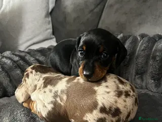 Miniature Dachshund dogs Female Short haired miniature Dashound - Advert 1