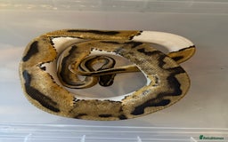 Snake reptiles for sale: Balls and boas - Image 5