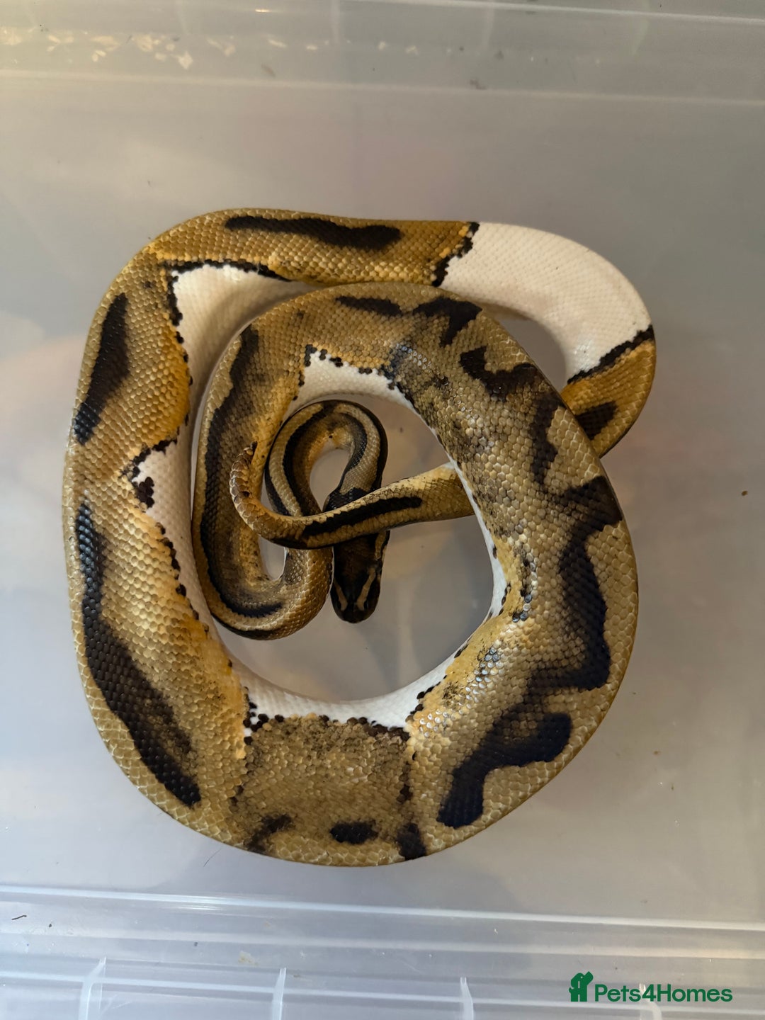 Snake reptiles for sale: Balls and boas - Image 5