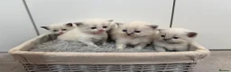 Ragdoll cats for sale: Gorgeous Chunky Ragdoll Litter - Advert 5