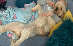 Goldendoodle dogs for sale: Beautiful F2 Goldendoodle Puppies  - Advert 10