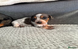 Miniature Dachshund dogs for sale: Miniature dachshund puppies - Image 5