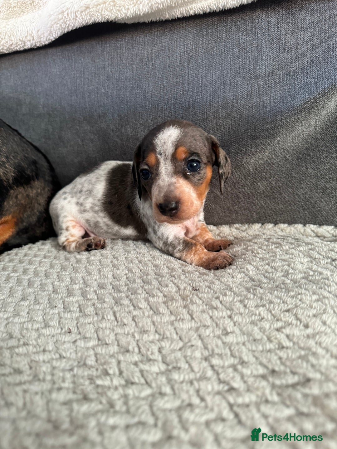 Miniature Dachshund dogs for sale: Miniature dachshund puppies - Image 5
