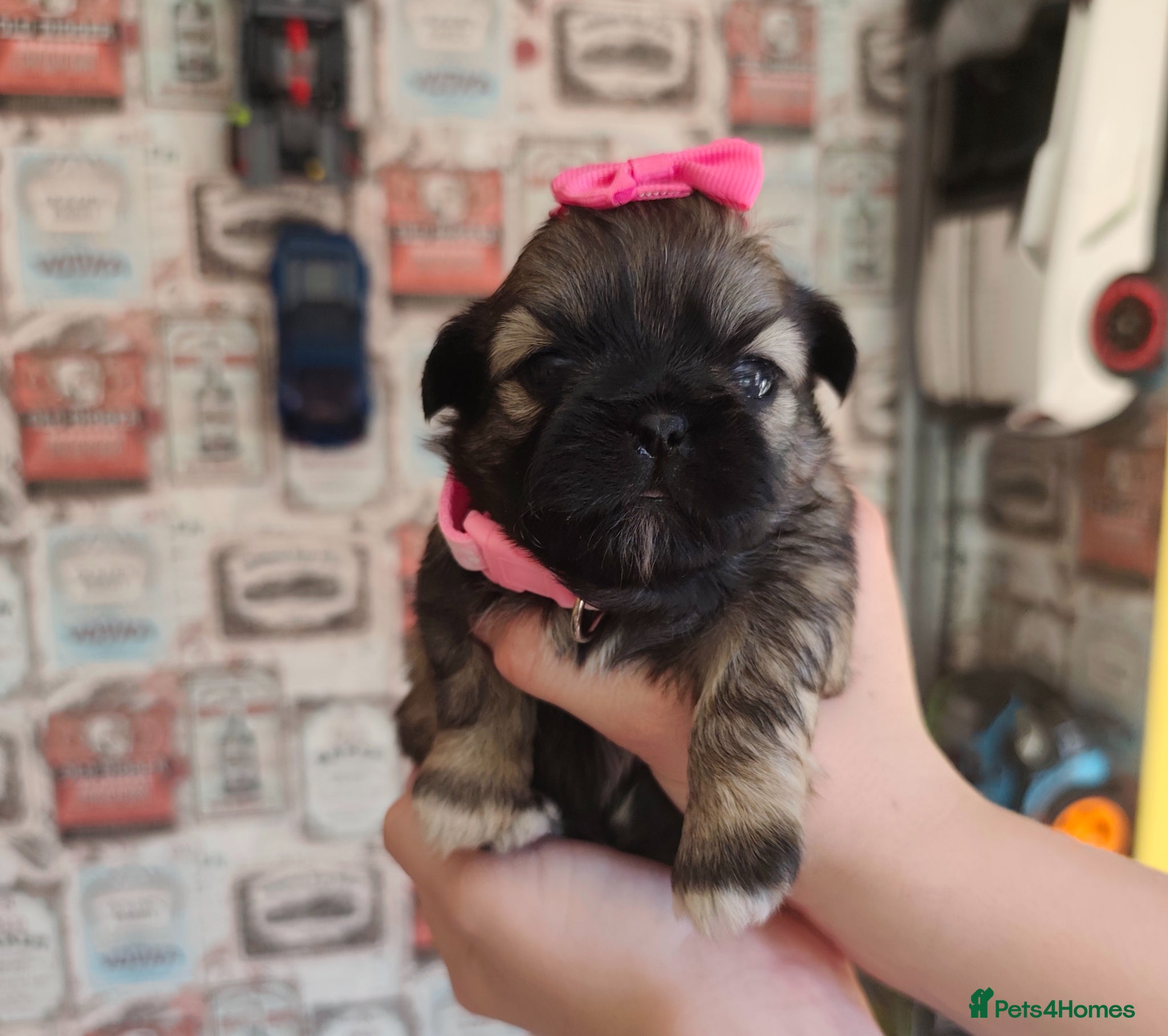 Shih Tzu dogs Gorgeous  shish tzu puppies  - Advert 1