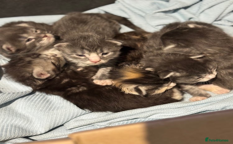 Maine Coon cats Mainecoon full pedigree kittens - Advert 1