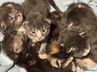 Maine Coon cats Mainecoon full pedigree kittens - Advert 11