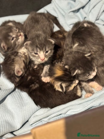 Maine Coon cats Mainecoon full pedigree kittens - Advert 1