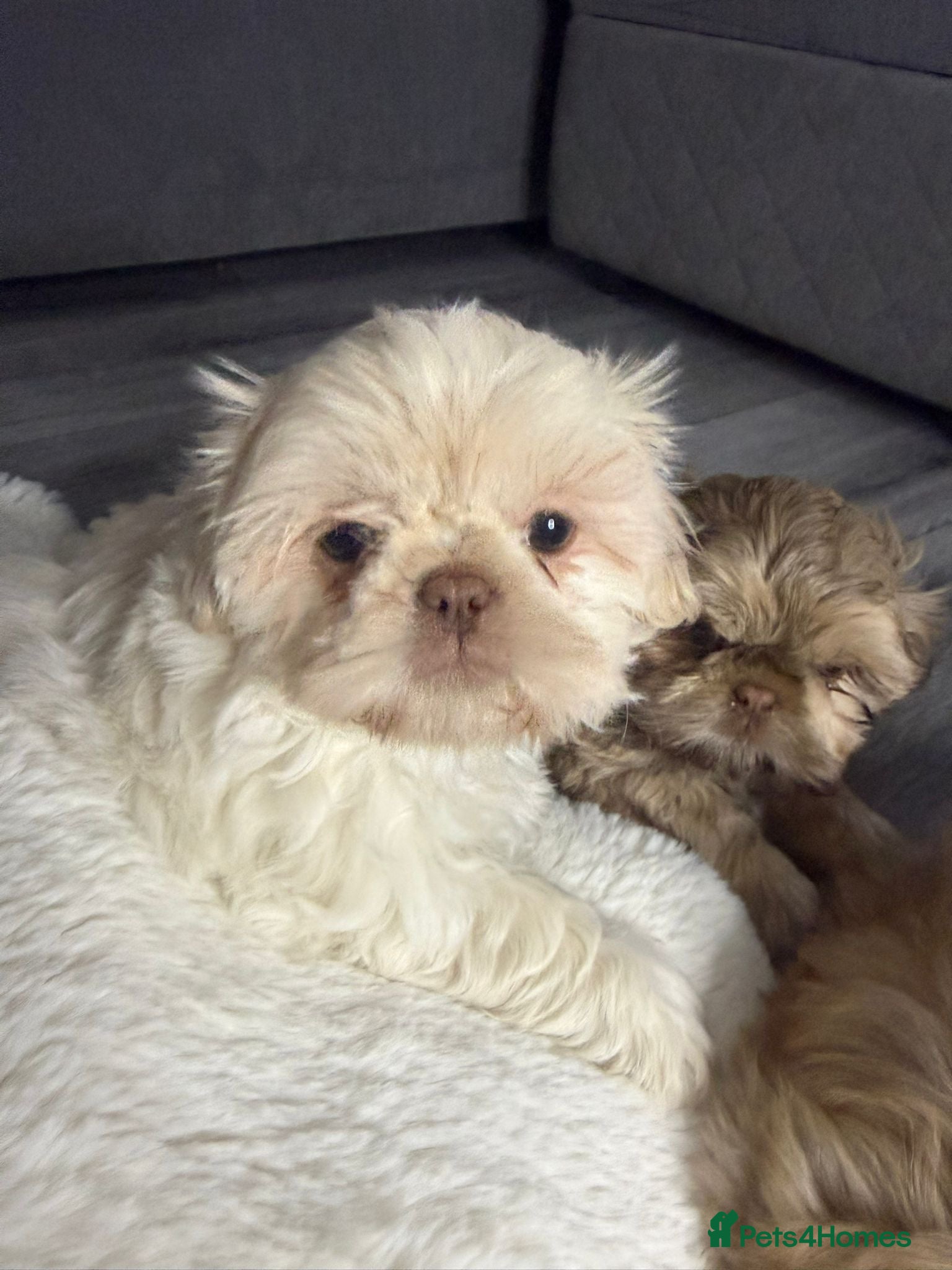 Shih Tzu dogs 3 gorgeous girls imperial Shih Tzu  - Advert 6