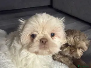 Shih Tzu dogs 3 gorgeous girls imperial Shih Tzu - Advert 6